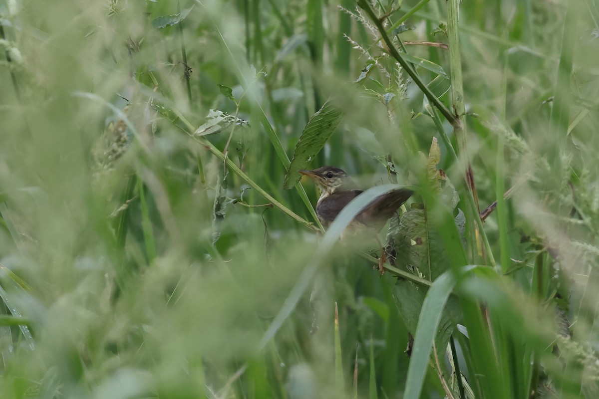 Дорнын охил бялзуухай - ML644314993