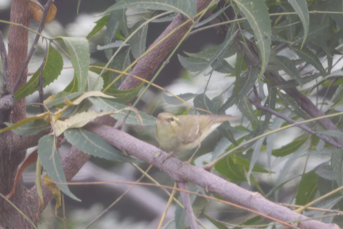 Вівчарик жовточеревий - ML644314997