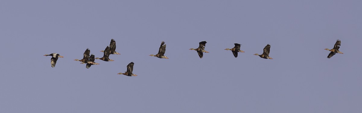 アカハシリュウキュウガモ - ML644315020