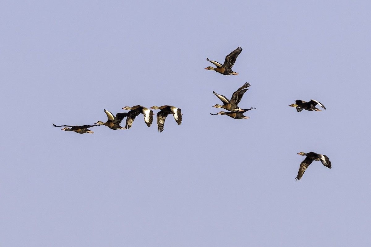 アカハシリュウキュウガモ - ML644315025