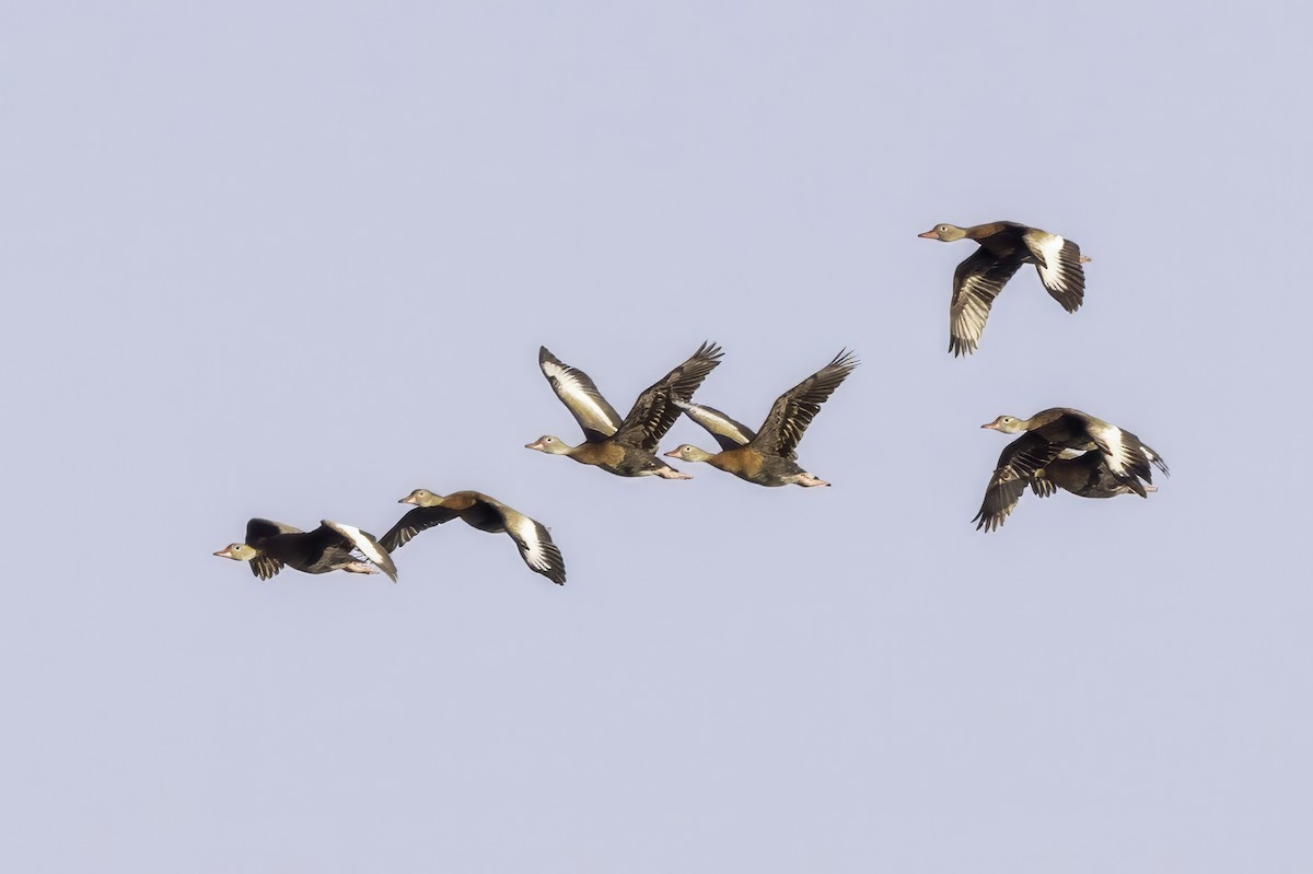 アカハシリュウキュウガモ - ML644315027