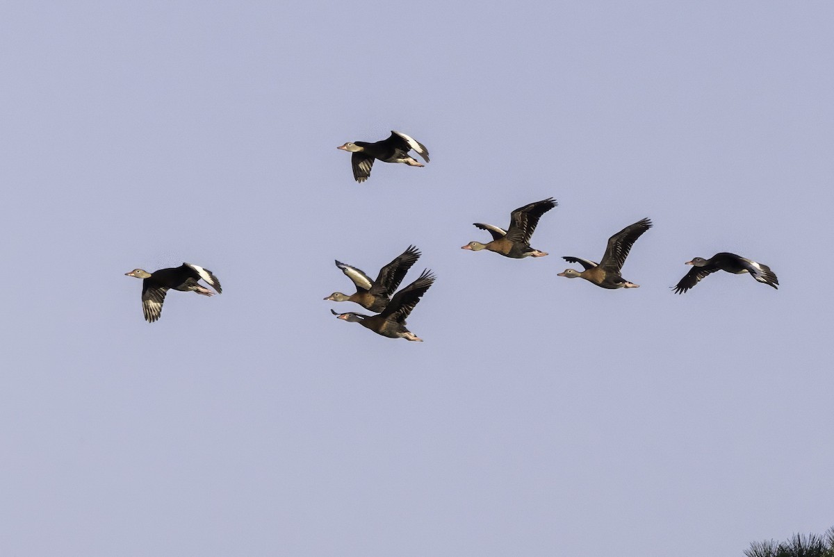 アカハシリュウキュウガモ - ML644315031