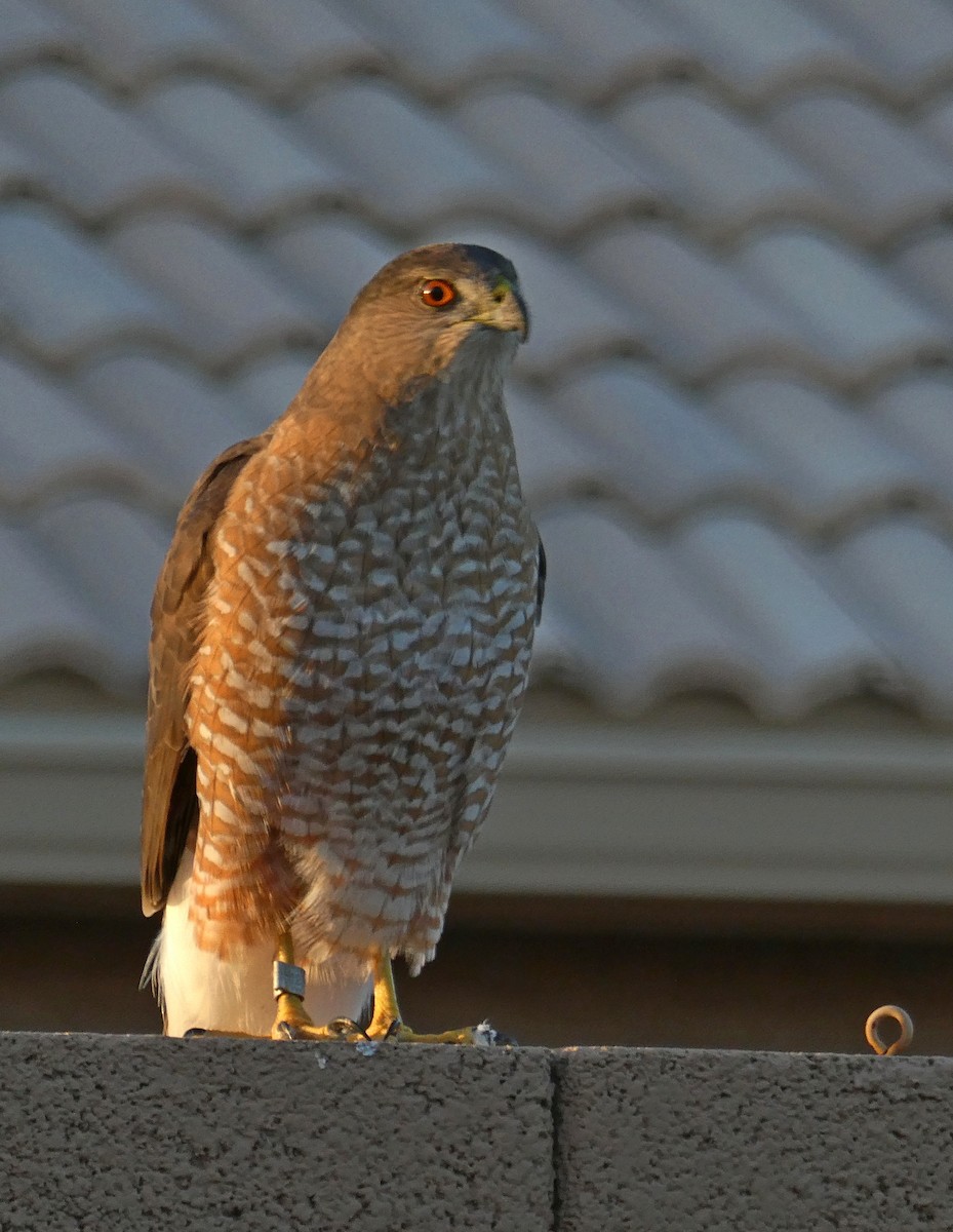 Cooper's Hawk - ML644315035