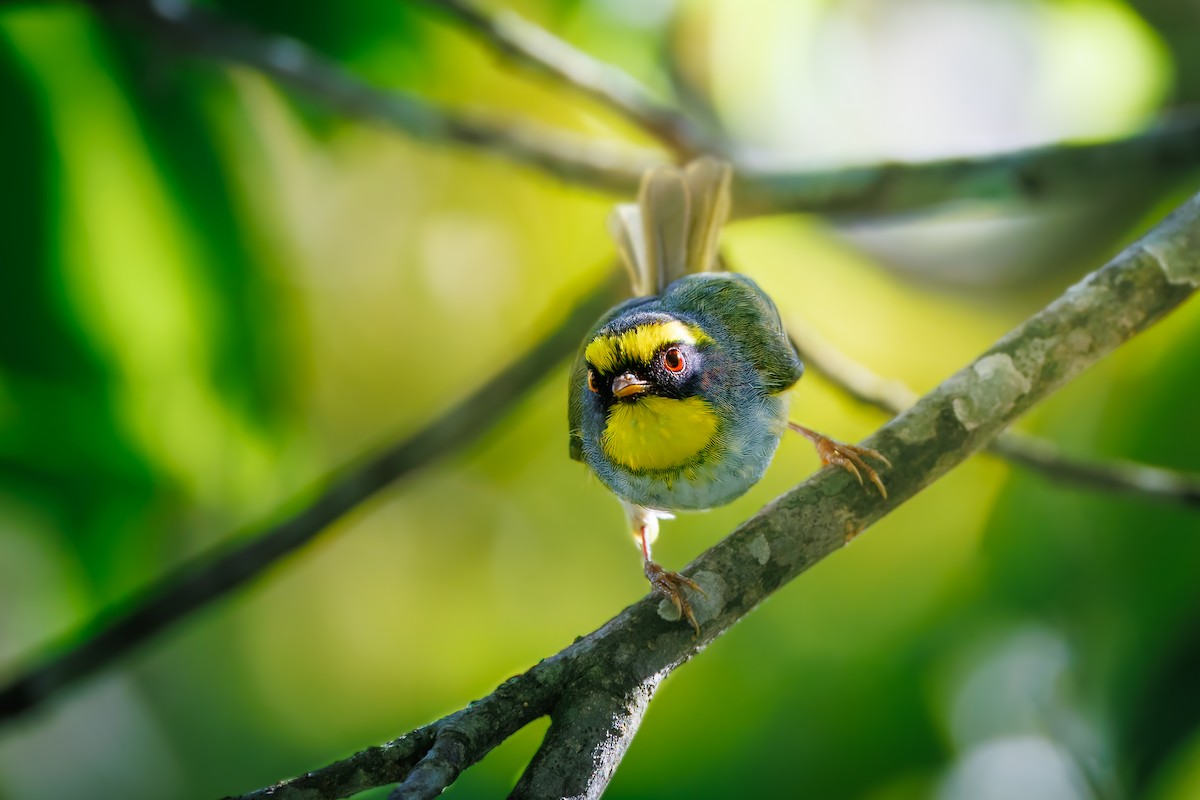 Black-faced Warbler - ML644315038