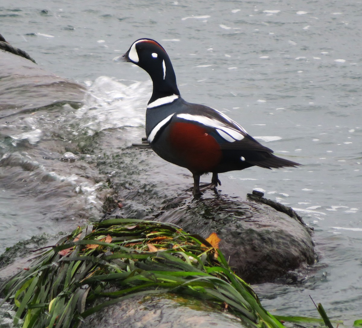 Harlequin Duck - ML644315059