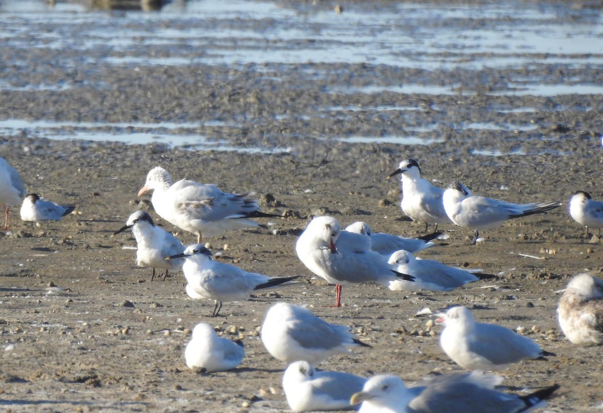 Kara Gagalı Sumru - ML644315062