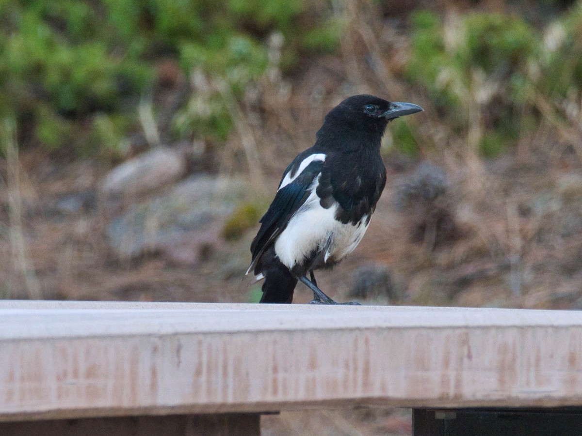 Black-billed Magpie - ML644315081