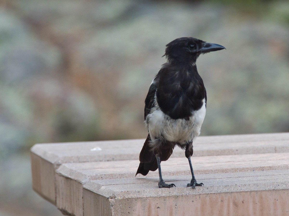 Black-billed Magpie - ML644315082