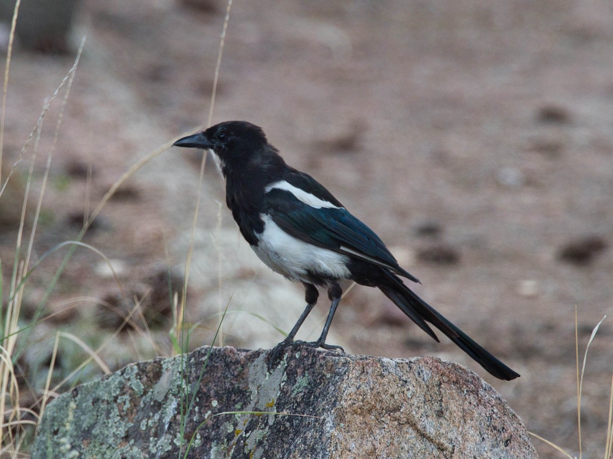 Black-billed Magpie - ML644315083