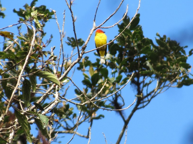 Red-hooded Tanager - ML644315085