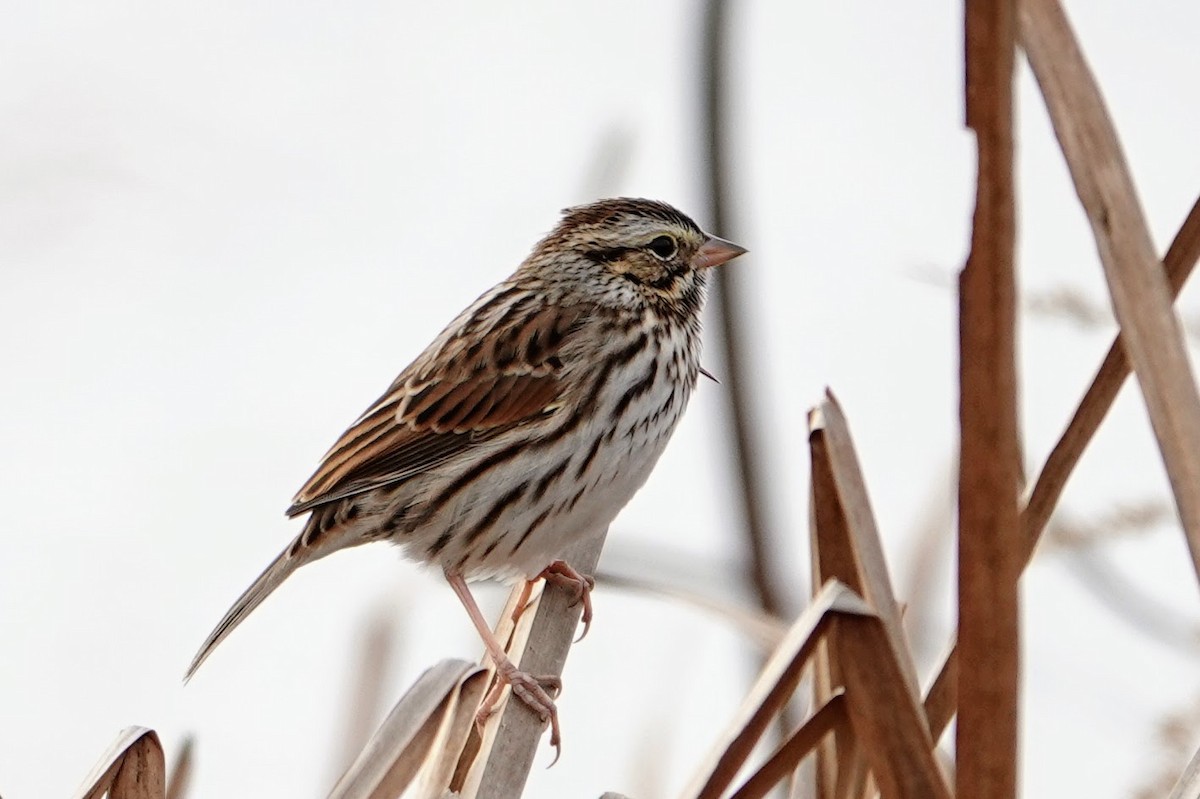 strnadec luční - ML644315089