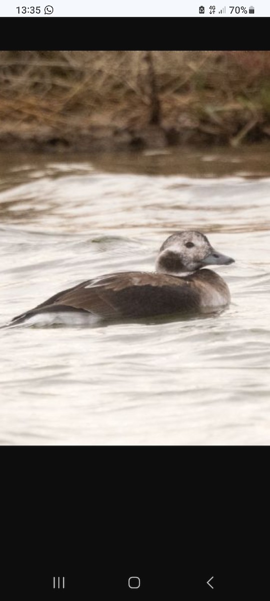 Long-tailed Duck - ML644315096