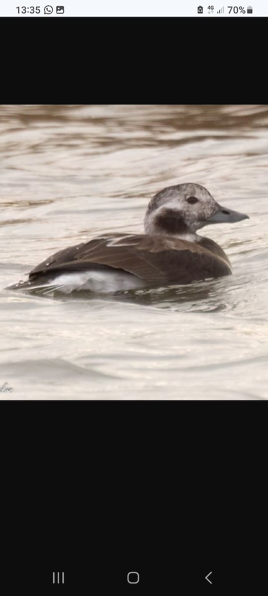 Long-tailed Duck - ML644315097