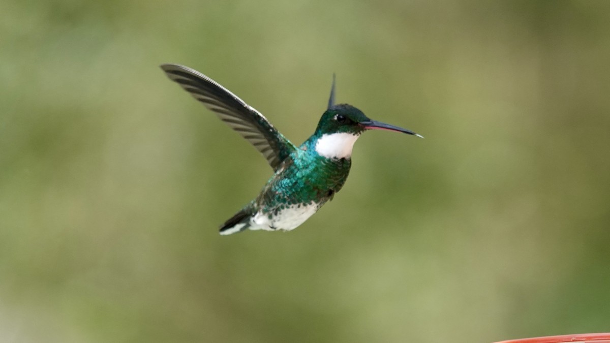 White-throated Hummingbird - ML644315098