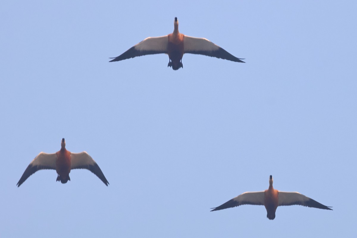 Ruddy Shelduck - ML644315108