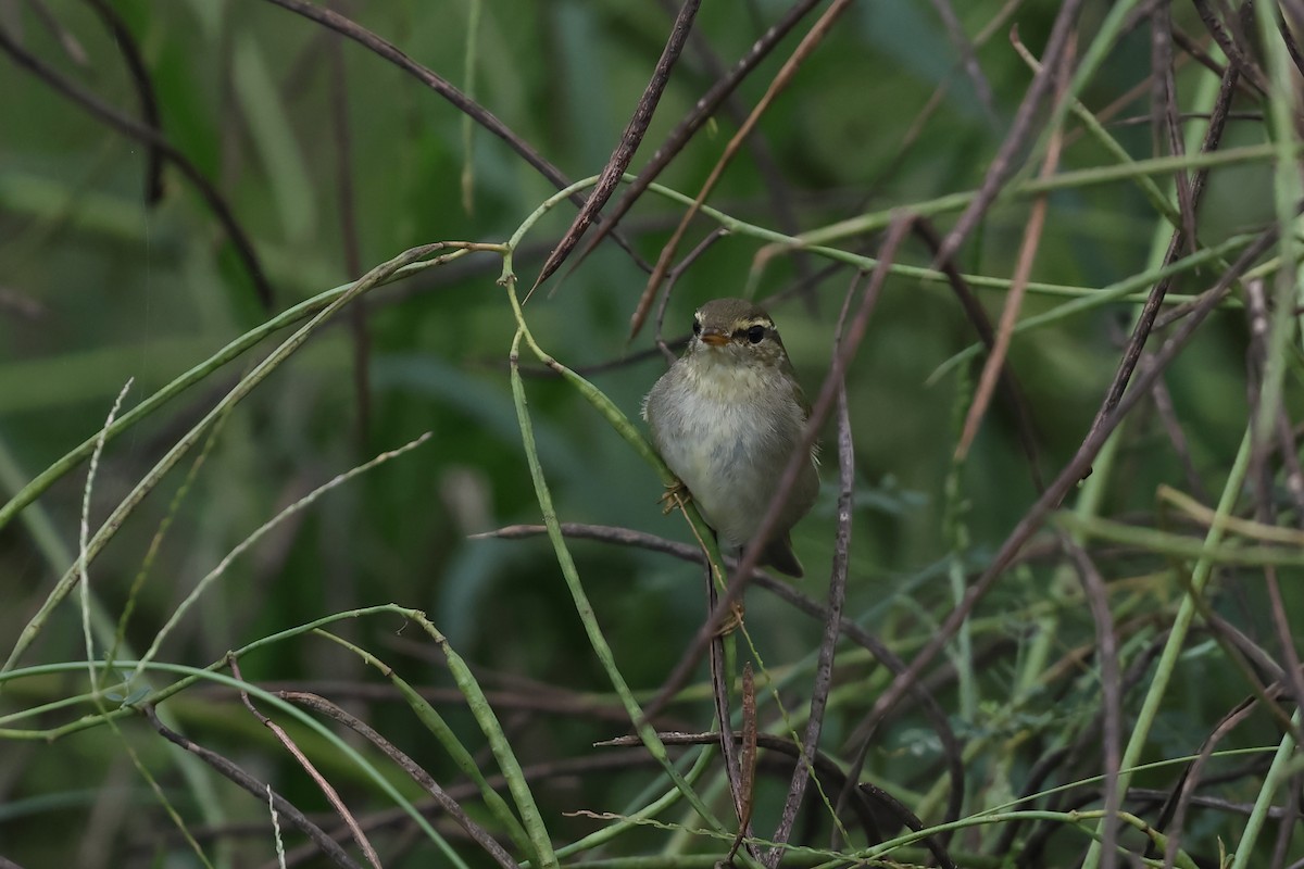 Arctic Warbler - ML644315122
