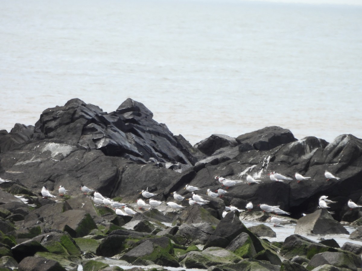 Kara Gagalı Sumru (eurygnathus) - ML644315130