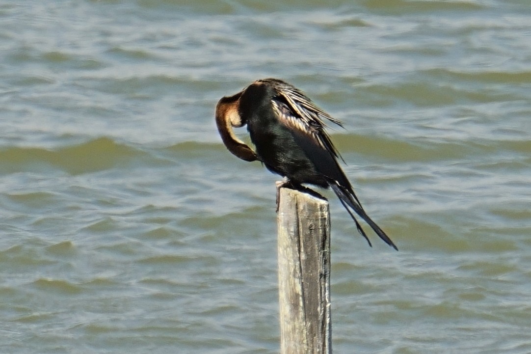 נחשון אפריקני - ML644315138