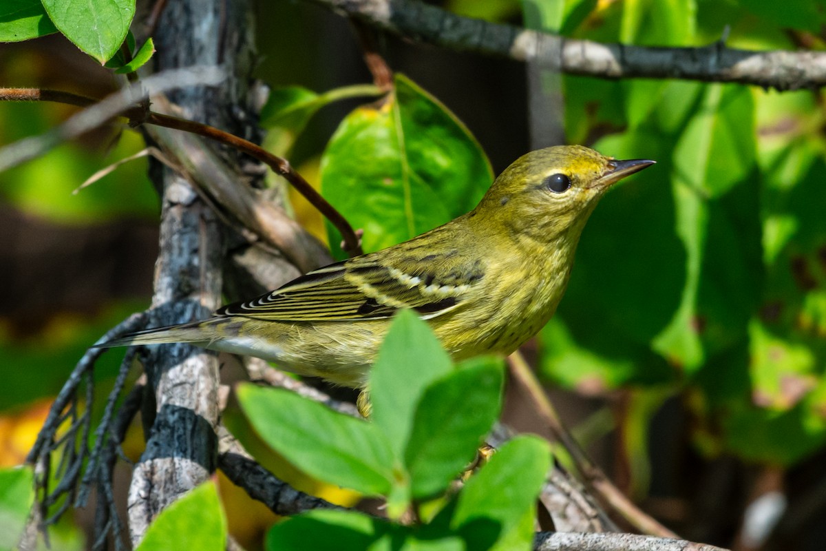 Blackpoll Warbler - ML644315140