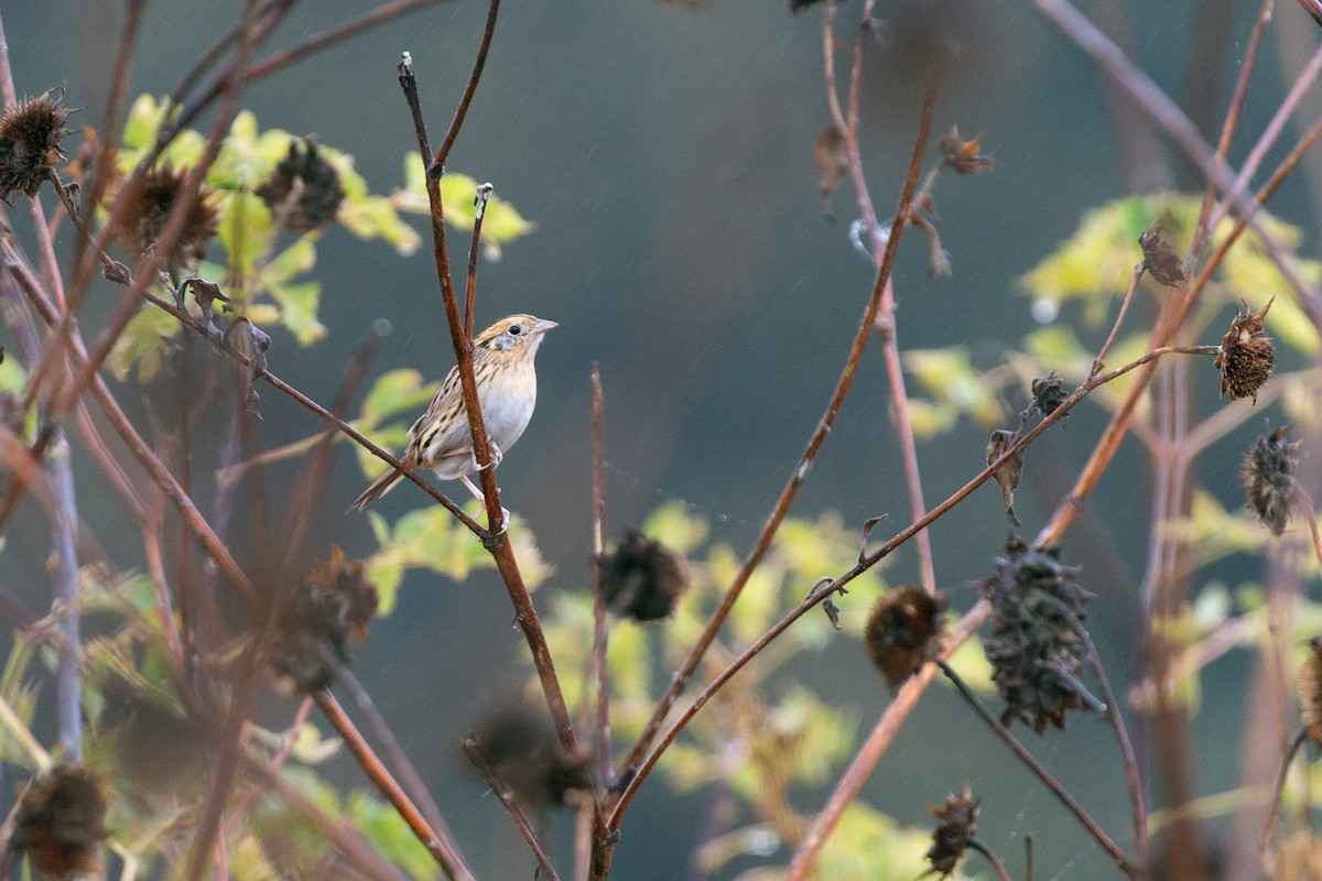 gråørespurv - ML644315143