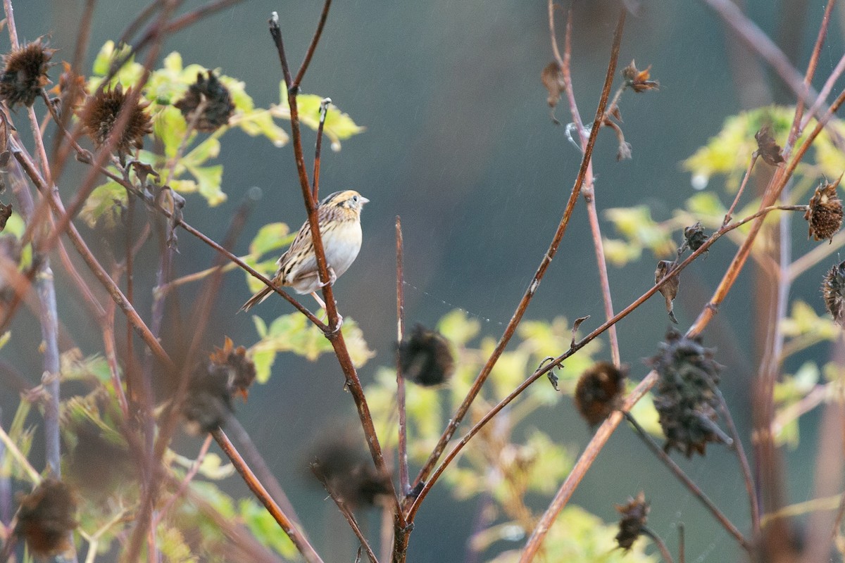 gråørespurv - ML644315144