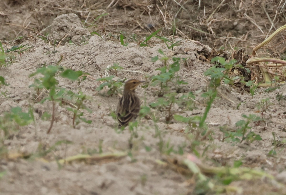 Щеврик sp. - ML644315183