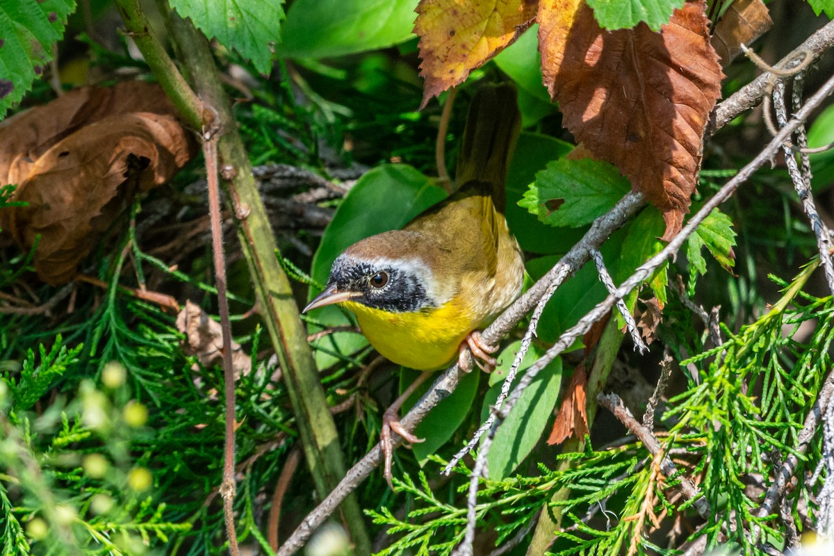 Common Yellowthroat - ML644315189