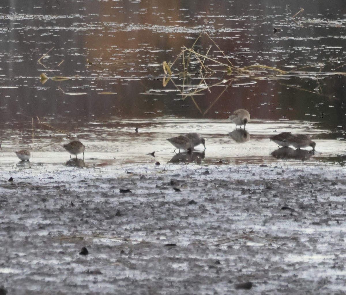 アメリカオグロシギ - ML644315192