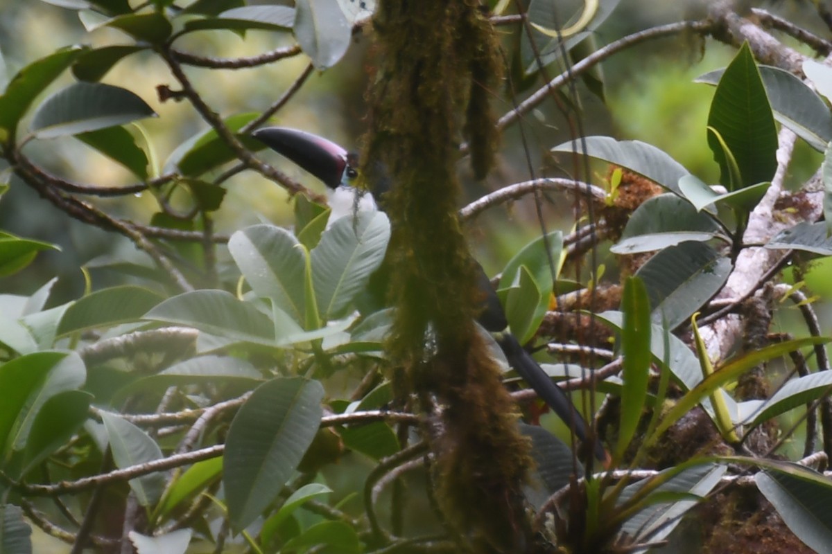 Black-billed Mountain-Toucan - ML644315194