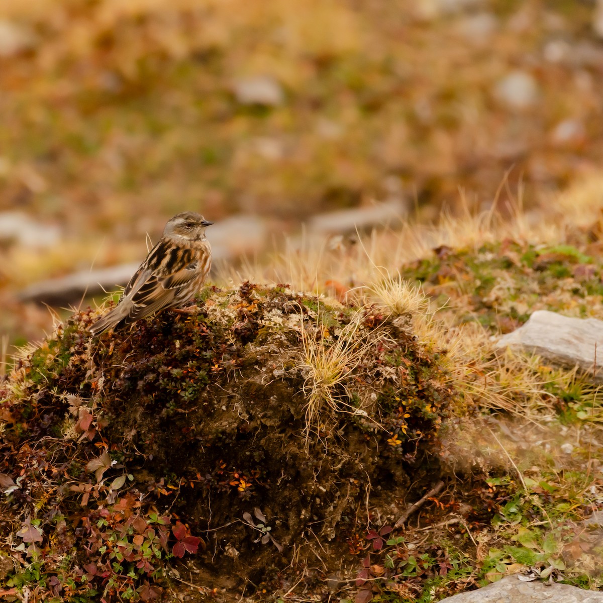 Altai Accentor - ML644315206