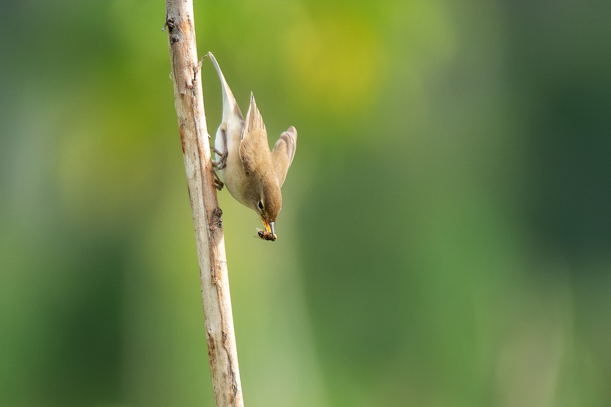 Booted Warbler - ML644315229