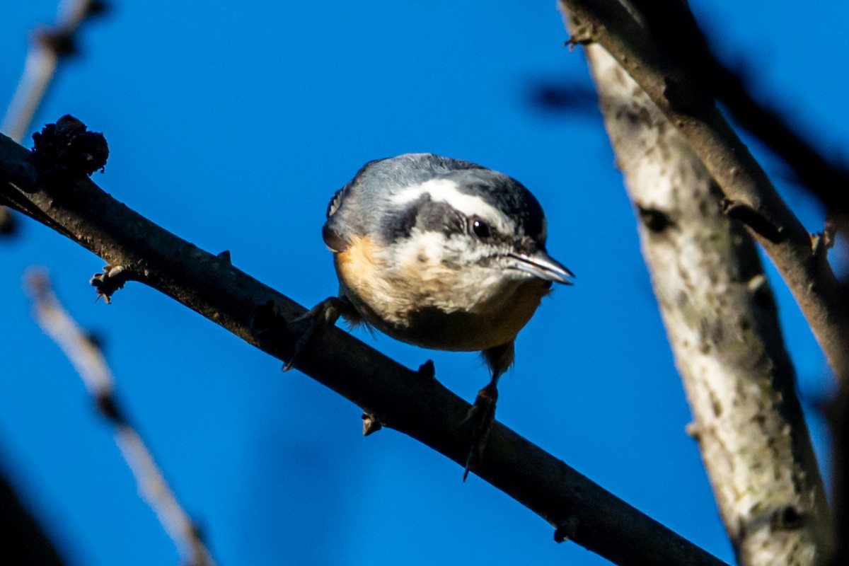 Red-breasted Nuthatch - ML644315231