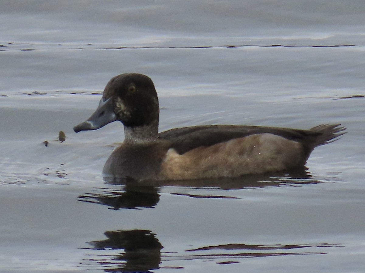 Moretta dal collare - ML644315237