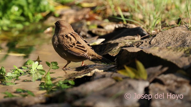Etxe-txolarrea - ML644315238