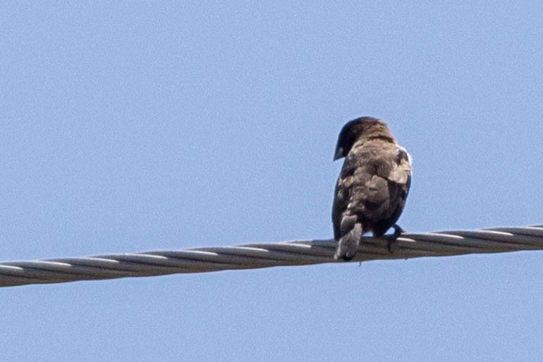 Bronze Mannikin - ML644315255