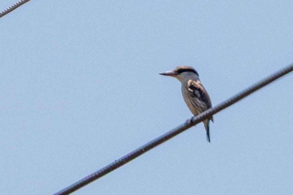 Striped Kingfisher - ML644315260