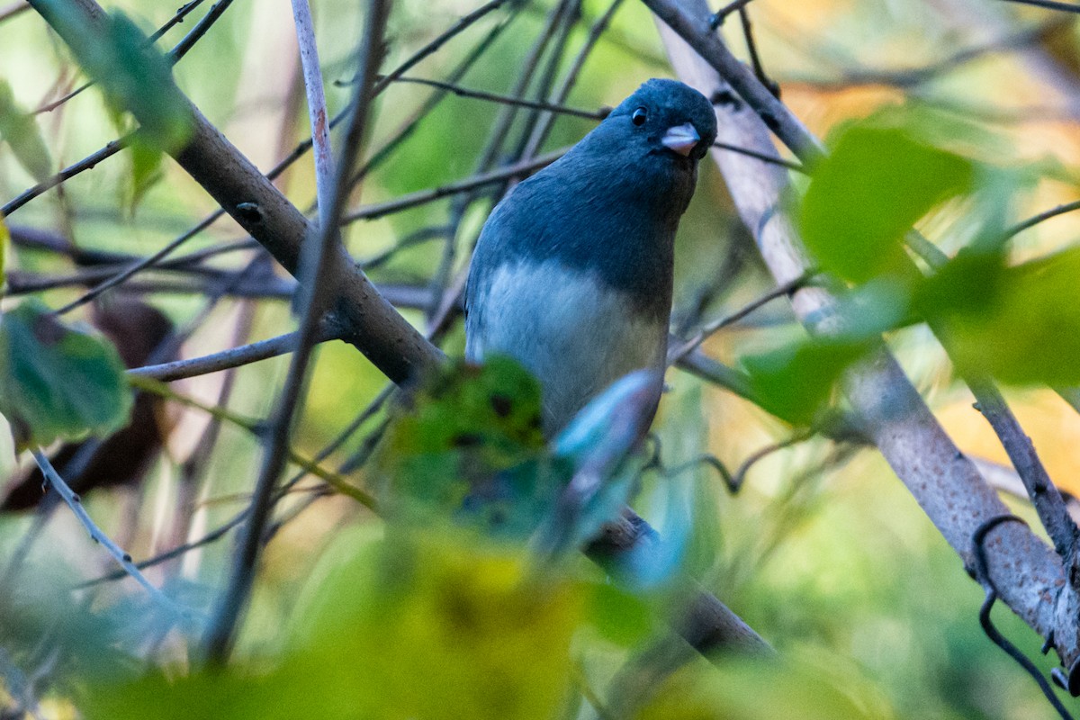 Dark-eyed Junco - ML644315282