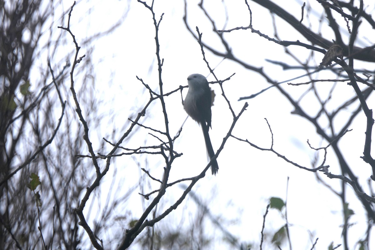 Ополовник (caudatus) - ML644315306