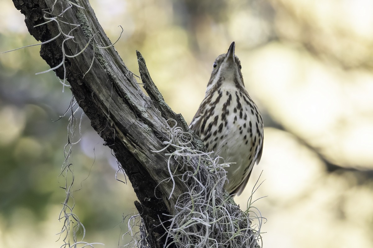 brunspottefugl - ML644315309