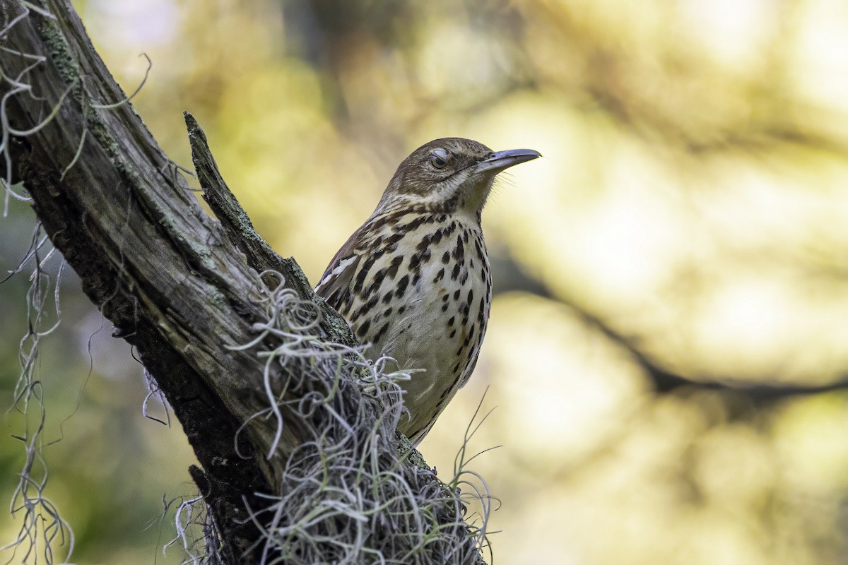 brunspottefugl - ML644315323