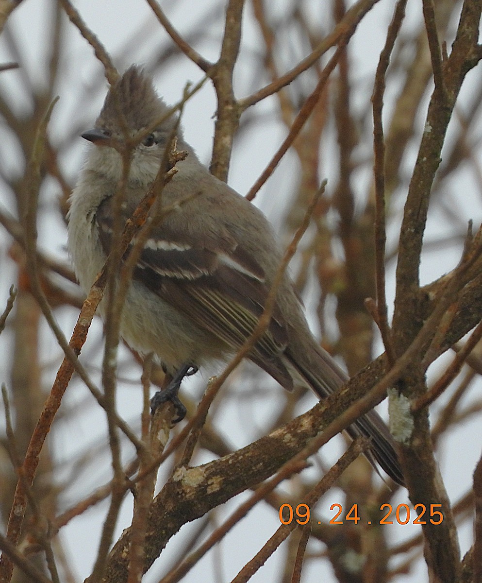 Plain-crested Elaenia - ML644315327
