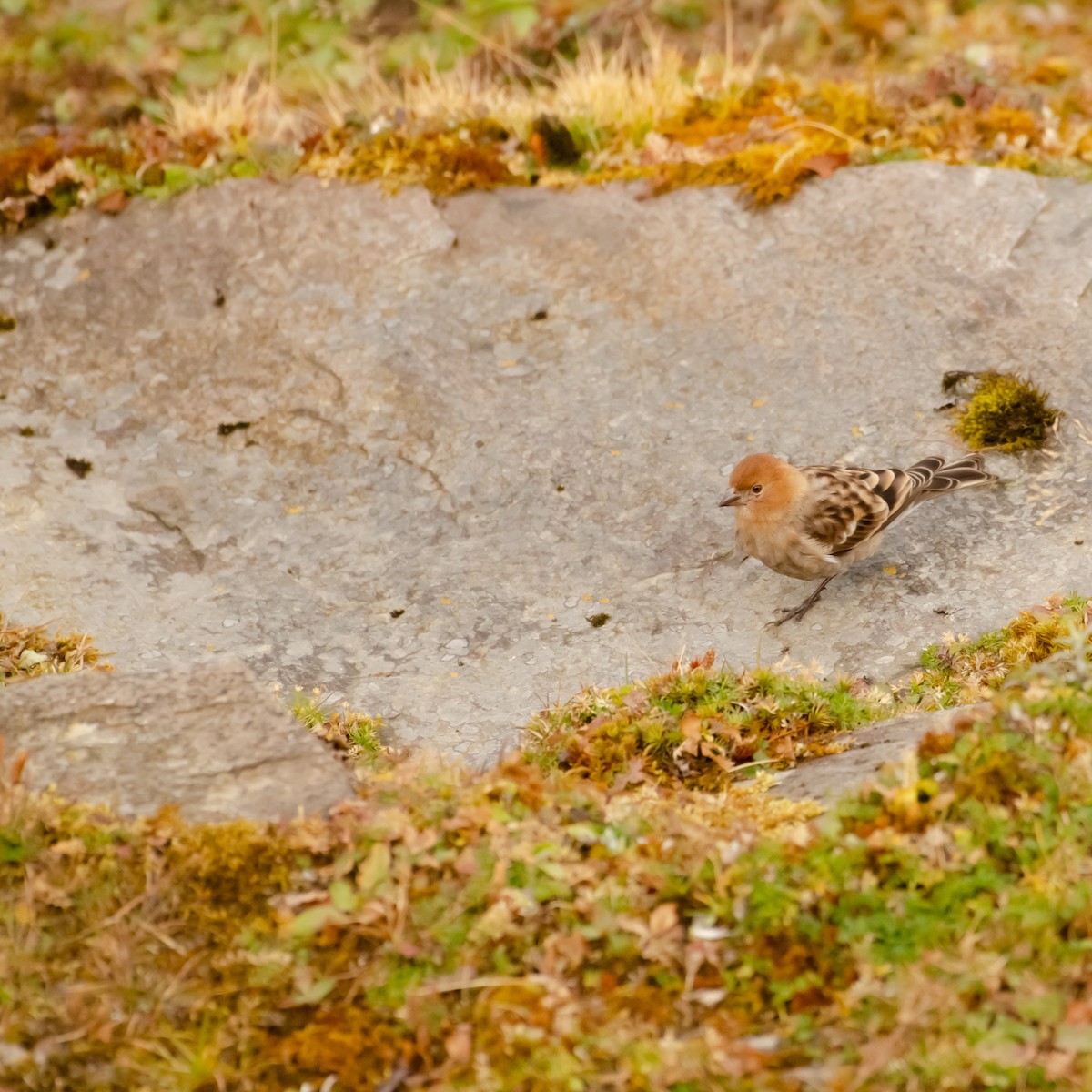 Plain Mountain Finch - ML644315338
