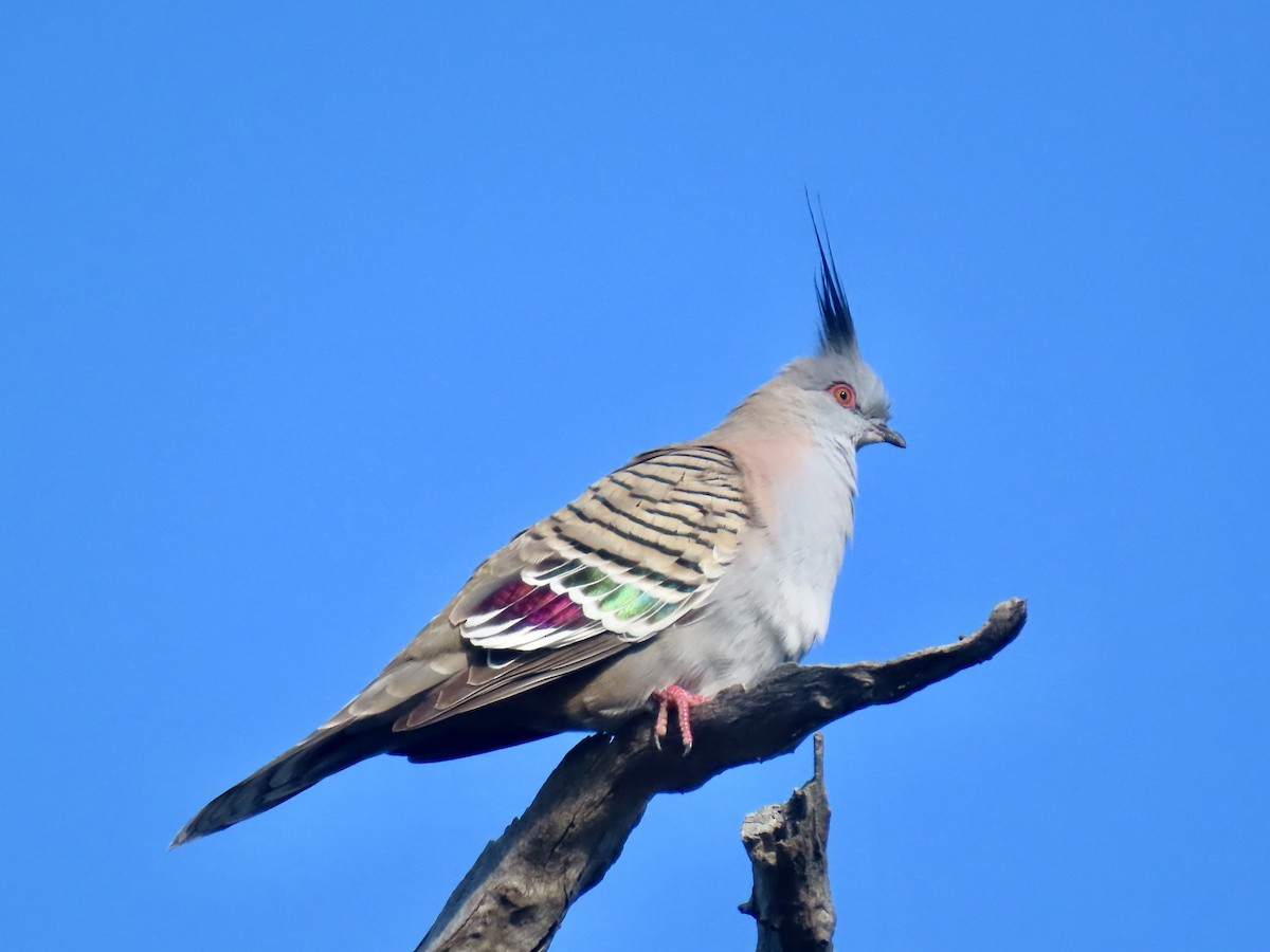 Хохлатый бронзовокрыл - ML644315340