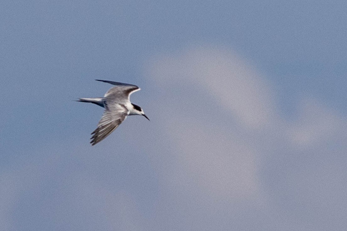 White-cheeked Tern - ML644315385
