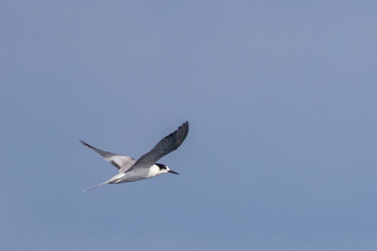 White-cheeked Tern - ML644315386
