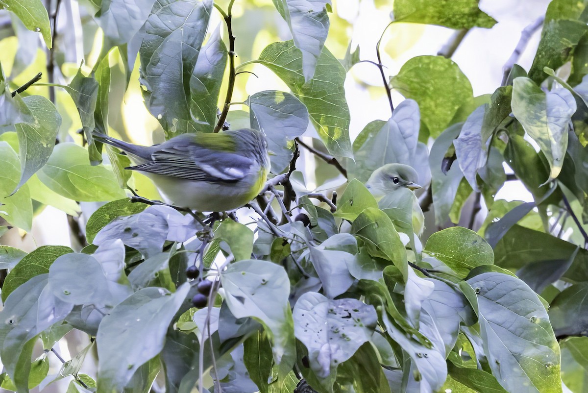 stryparula - ML644315397