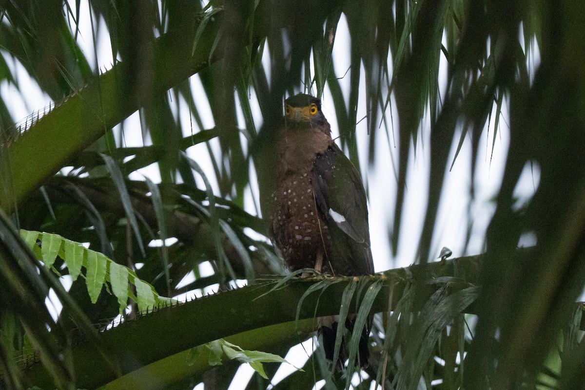 Crested Serpent-Eagle - ML644315402