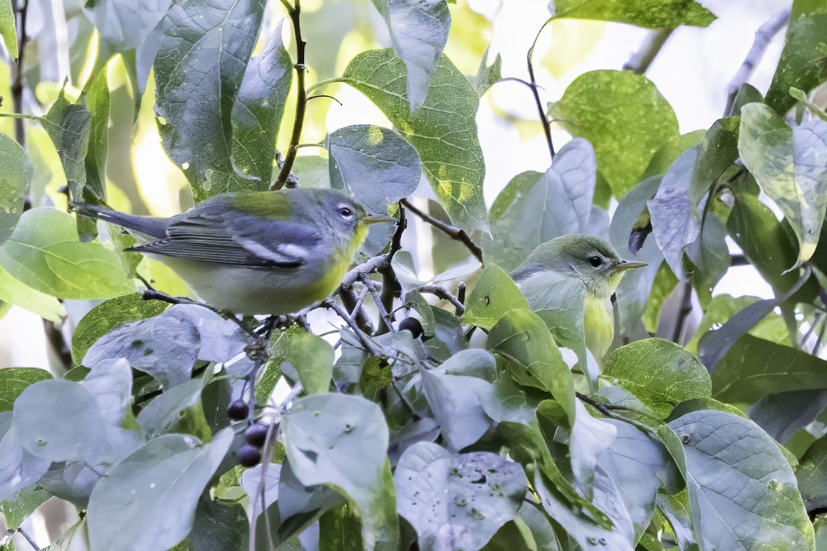 stryparula - ML644315403