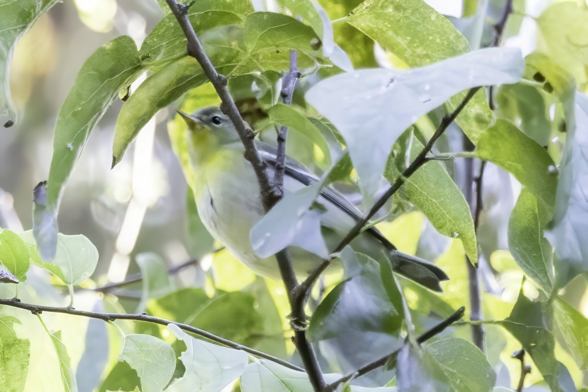 stryparula - ML644315406