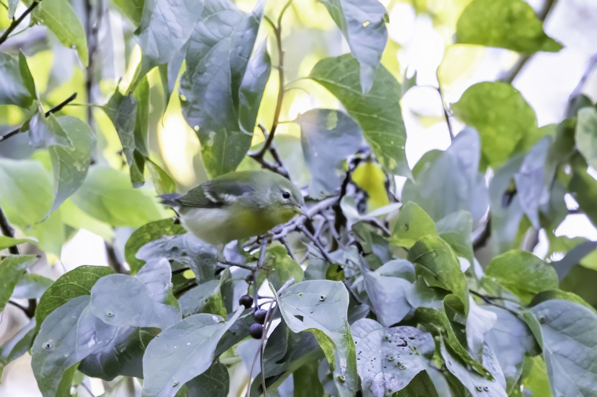 stryparula - ML644315409